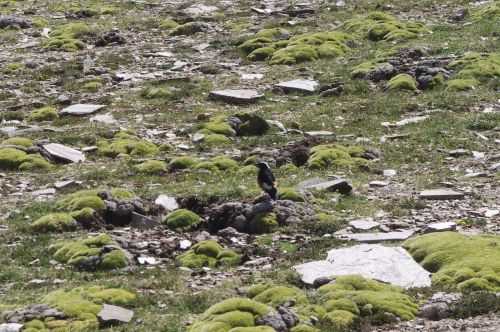 TREKKING IN LADAKH | CHANGTANG 2017